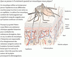 MosquitoSkinFRENCH
